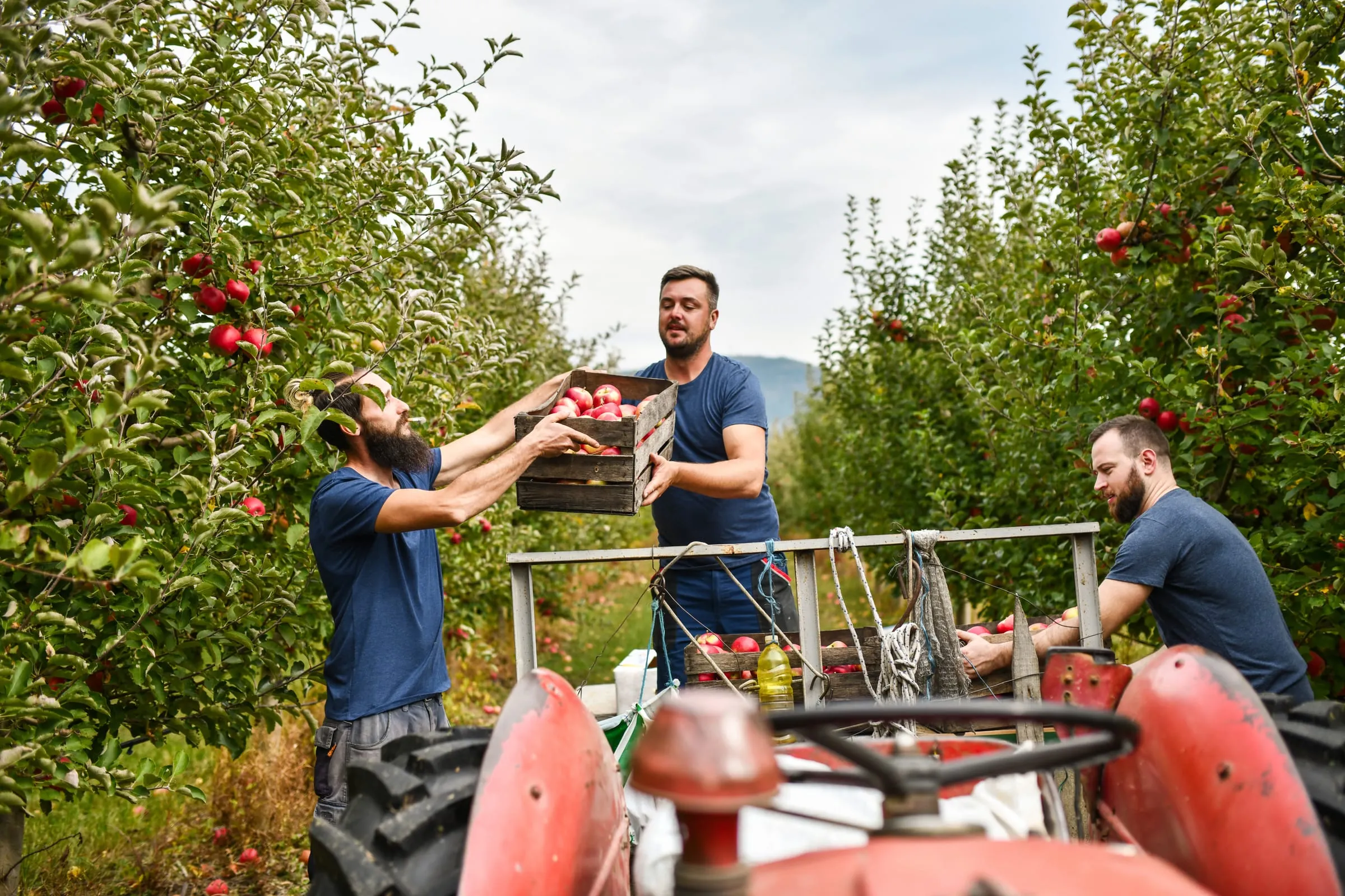 Orchard workers loading a tractor with apples